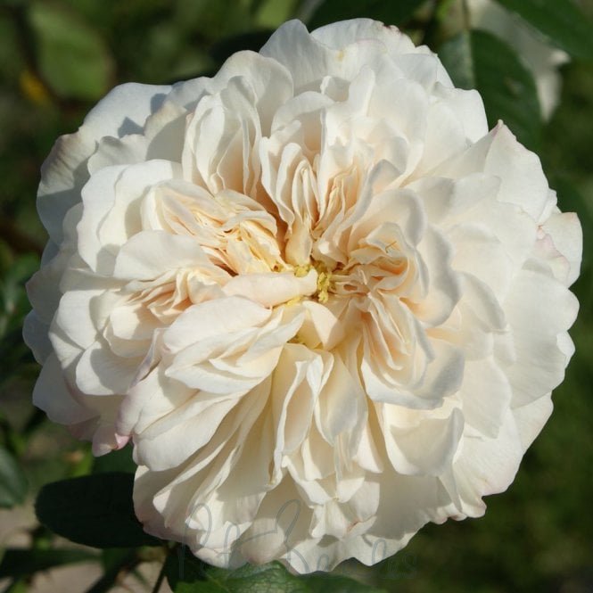 Sombreuil