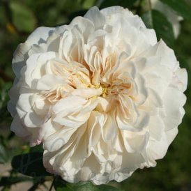Sombreuil
