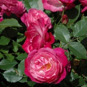 Sophie's Perpetual Potted Rose