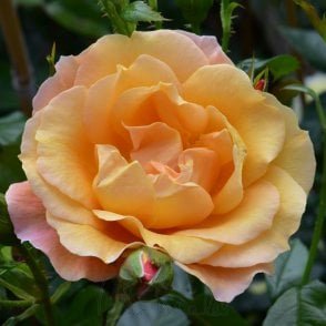 Southampton Potted Rose
