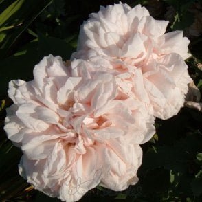 Souvenir de la Malmaison (Climber) Potted Rose