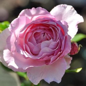Souvenir de Louis Amade Potted Rose