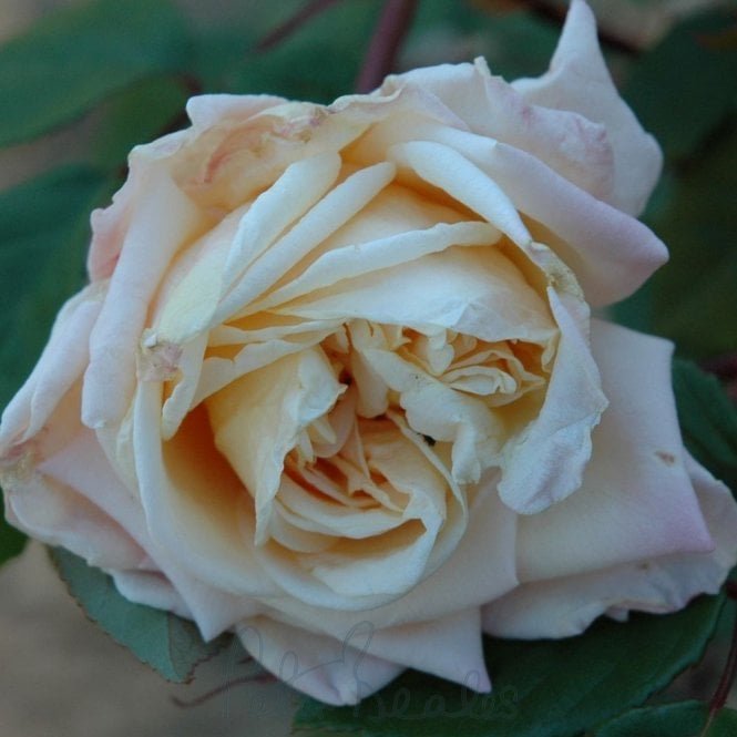 Souvenir d'Elise Vardon