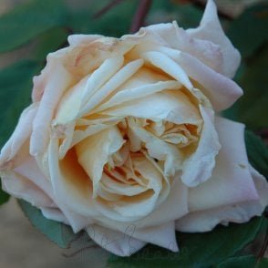 Souvenir d'Elise Vardon Bare Root Rose