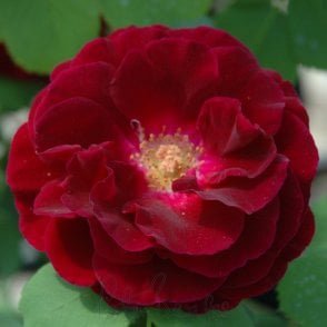 Souvenir du Docteur Jamain Potted Rose