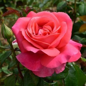 Special Anniversary Potted Rose