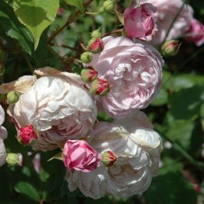 Spectabilis Bare Root Rose