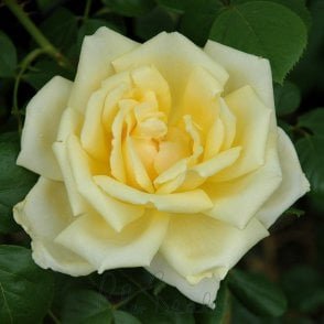 Stamford's Sanctuary Bare Root Rose