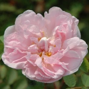 Stanwell Perpetual Potted Rose