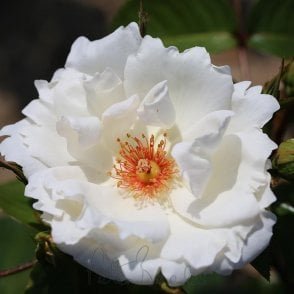 Starlight Symphony (Climbing Rose) Bare Root Rose
