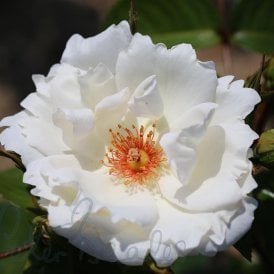 Starlight Symphony (Climbing Rose)