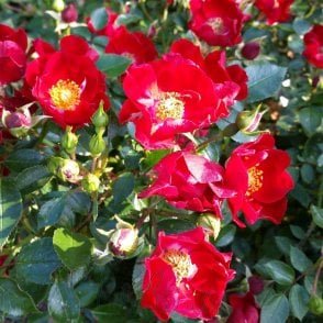 Suffolk Bare Root Rose