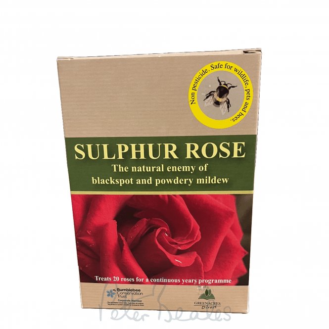 Sulphur Rose
