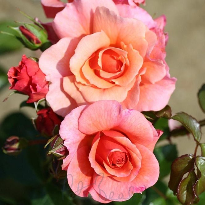 Summer Beauty