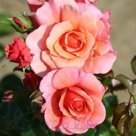 Summer Beauty