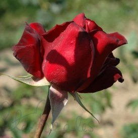 Summer Fragrance (Bush Rose)