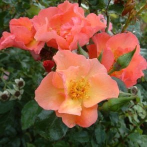 Summer Wine Potted Rose