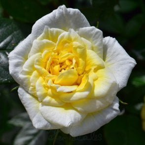 Summertime Bare Root Rose