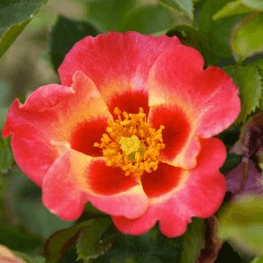 Sunshine Babylon Eyes Bare Root