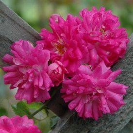 Super Excelsa (Rambler)