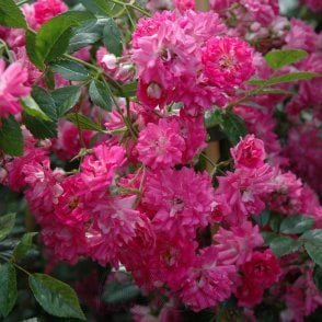 Super Excelsa (Weeping Standard) Potted Rose