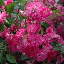Super Excelsa (Weeping Standard)