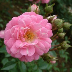 Super Fairy (Rambler) Potted Rose