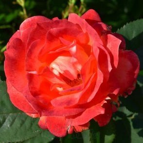 Super Trouper Potted Rose