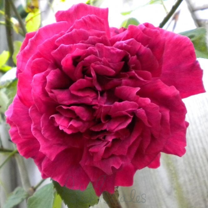 Surpassing Beauty
