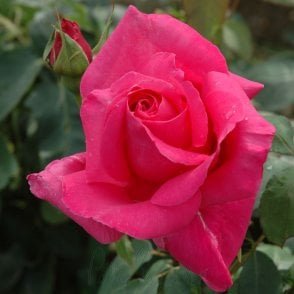 Susan Hampshire Bare Root Rose