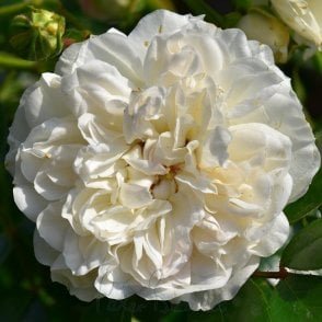 Swany Bare Root Rose