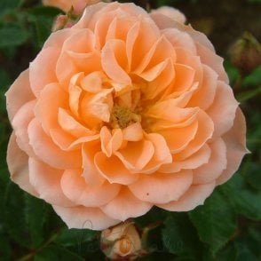Sweet Dream (Bush) Potted Rose