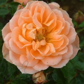 Sweet Dream (Bush)
