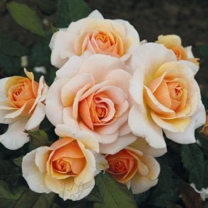 Sweet Honey Bare Root Rose