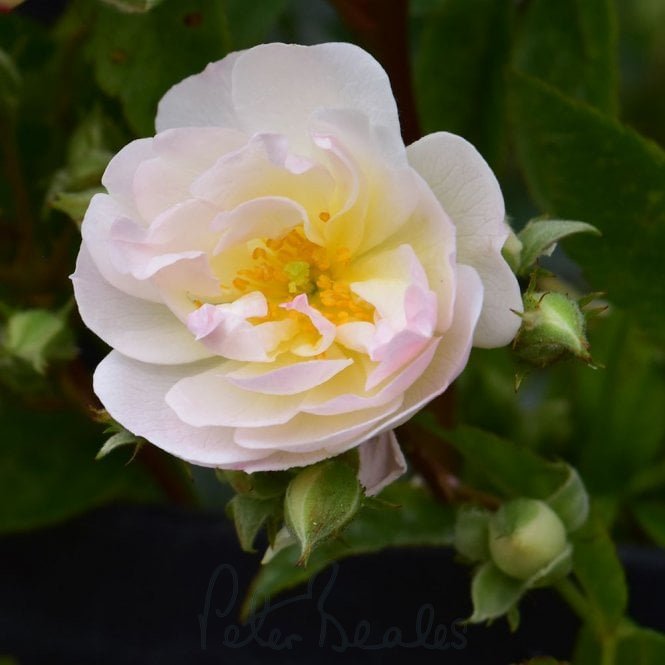 Sweet Siluetta