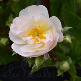 Sweet Siluetta