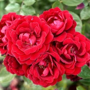 Sweet Wishes Bare Root Rose