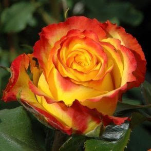 Tequila Sunrise Potted Rose