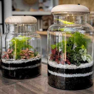 Terrarium Workshop
