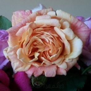 Thais Bare Root Rose