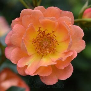 Thank You (Patio Standard) Potted Rose