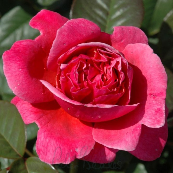 The Anniversary Rose