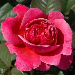 The Anniversary Rose Potted Rose