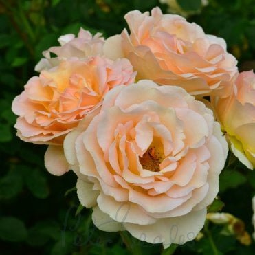 The Churchill Rose