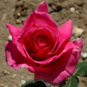 The Doctor Bare Root Rose