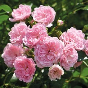 The Fairy (Standard) Potted Rose