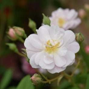 The Garland Potted Rose