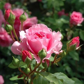 The Perse Rose Potted Rose