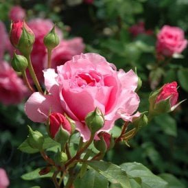 The Perse Rose