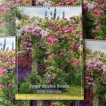 The Peter Beales Roses 2026 Wall Calendar